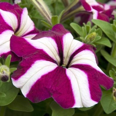 Petunia Madness&reg; Burgundy Star