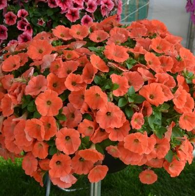 Petunia Potunia Plus Papaya