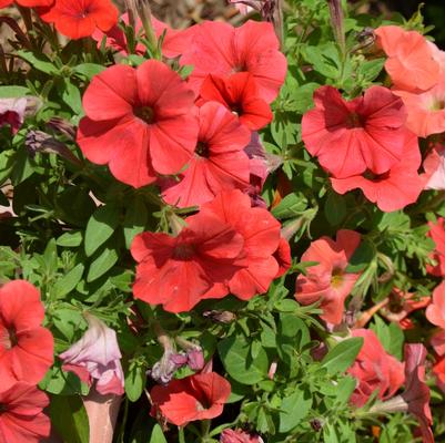 Petunia Potunia Plus Red