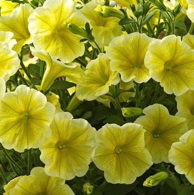 Petunia Cascadias Sunray