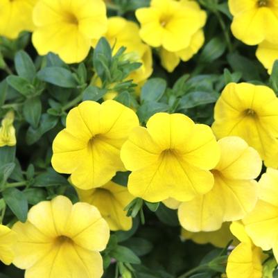 Calibrachoa Aloha Kona Yellow