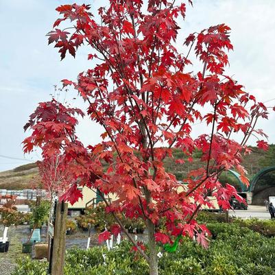 Lycopersicon esculentum Candyland Red