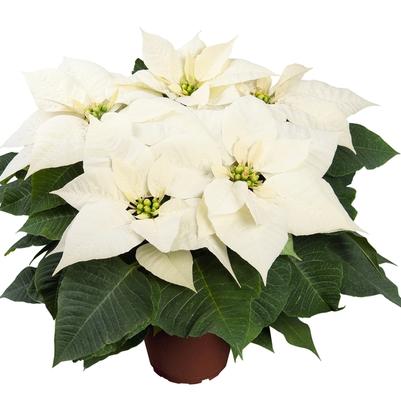 Paeonia lactiflora Edulis Superba