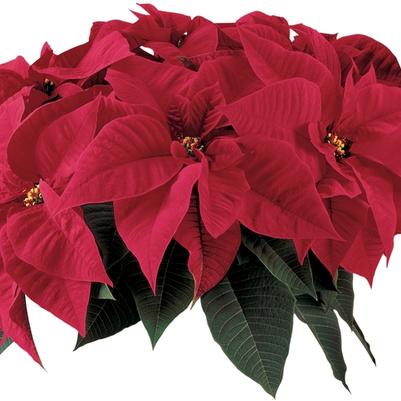 Phlox paniculata Volcano&reg; Purple