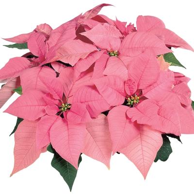 Phlox paniculata Volcano&reg; Red