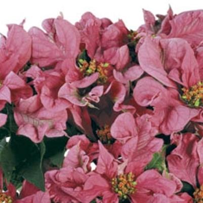 Phlox paniculata Volcano&reg; Ruby