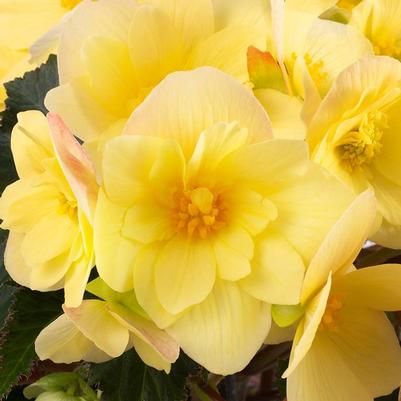 Tulipa Queen of Sheba