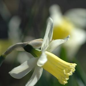 Narcissus Cazique