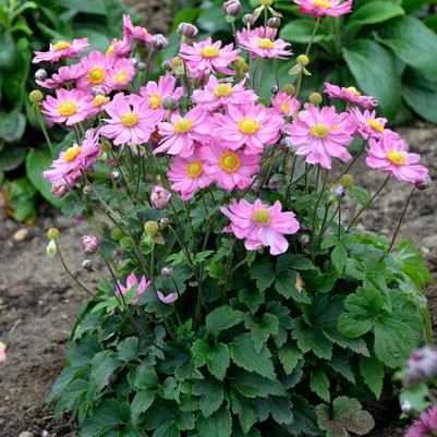 Anemone Curtain Call Pink