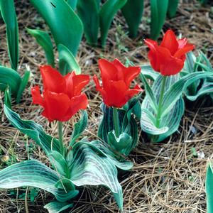 Tulipa Red Riding Hood