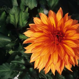 Dahlia Autumn Fairy