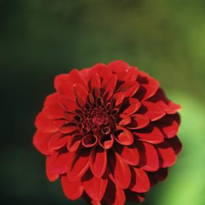 Dahlia Bristol Sparton