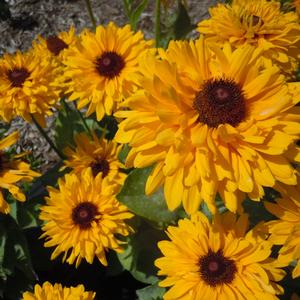 Rudbeckia hirta Maya