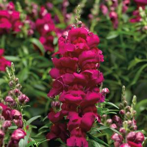 Antirrhinum majus Snaptastic&trade; Magenta