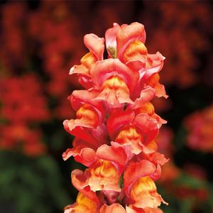 Antirrhinum majus Snaptastic&trade; Orange Flame