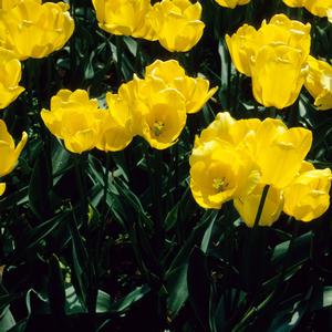 Antirrhinum majus Snaptastic&trade; Yellow