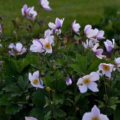 Mandevilla Sun Parasol&reg; Giant White