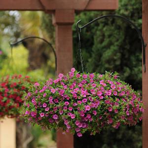Pentas lanceolata Butterfly Deep Pink