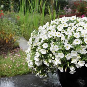 Pentas lanceolata Butterfly White