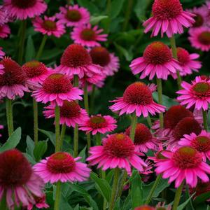Salvia splendens Roman Red