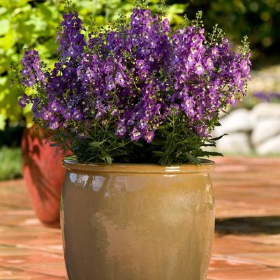 Angelonia angustifolia AngelDance&trade; Fuchsia bicolor