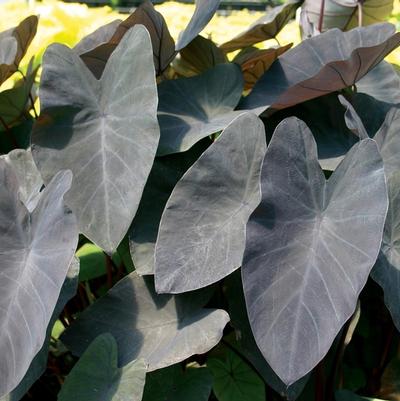 Asclepias syriaca 