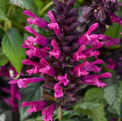 Cordyline fruticosa Red Sister