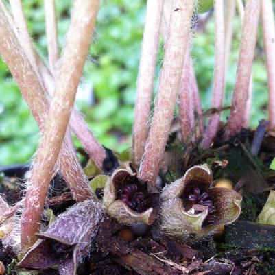 Canna x generalis Cannova&reg; Scarlet