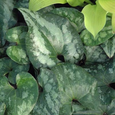 Canna x generalis Cannova&reg; Gold Leopard