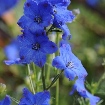 Delphinium grandiflorum Diamond Blue