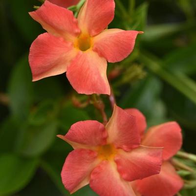 Mandevilla Diamantina&trade; Coral Orange Sunrise