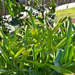 Aechmea blanchetiana 