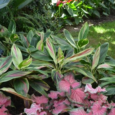 Aechmea mulfordii Malva