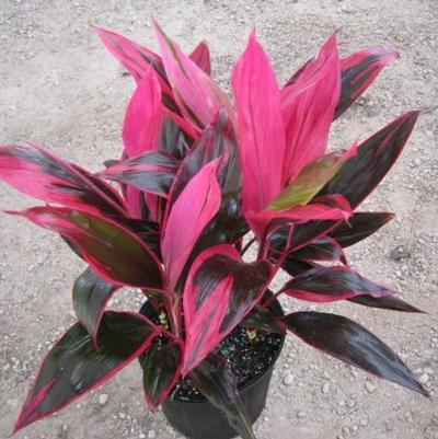 Cryptanthus Black Magic (Black Mystic)