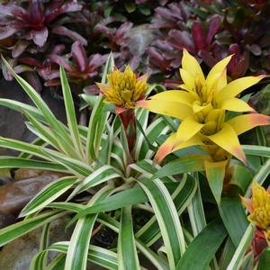 Guzmania Fool's Gold