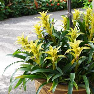 Guzmania Marjan