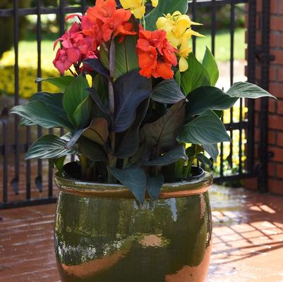 Aglaonema Jazzed Gems&trade; Garnet Coltrane - Chinese Evergreen