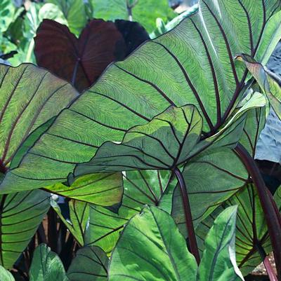 Aglaonema Jubilee