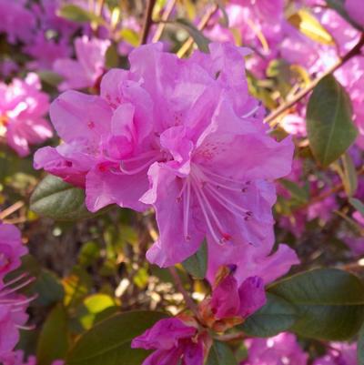 Phlox Woodlander White