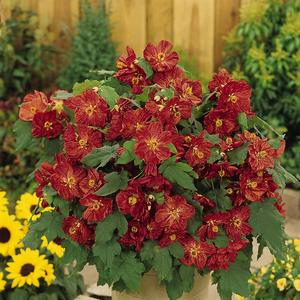 Phlox paniculata Red