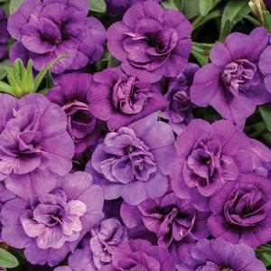 Viola cornuta ColorMax Clear Purple