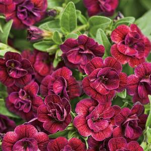 Viola cornuta ColorMax Clear Yellow