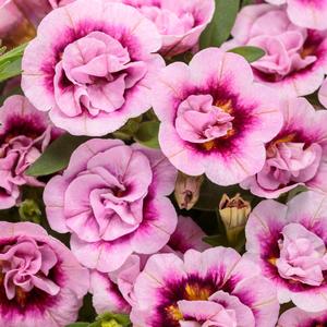 Viola cornuta ColorMax Lemonberry Pie Mix