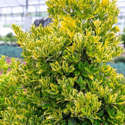 Viola x wittrockiana Colossus&trade; Yellow w/Blotch