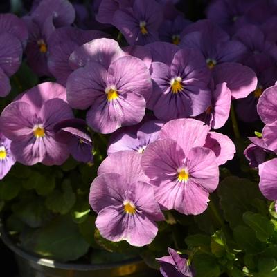 Viola cornuta Admire&reg; Pink