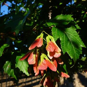 Justicia brandegeana Fruit Cocktail