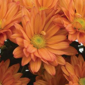 Rudbeckia hirta Becky Mix