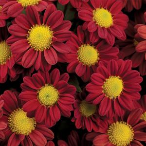 Rudbeckia hirta Becky Orange