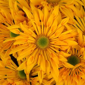 Rudbeckia fulgida var. sullivantii Pot of Gold