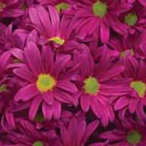 Rudbeckia fulgida var. sulivanttii Goldblitz